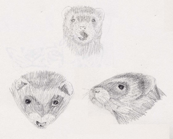 Best little creatures ever ... but hard to draw ..