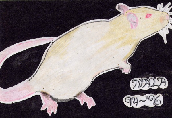 Nala - Fancy Rat